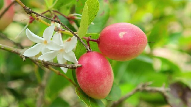 Carunda or Karonda fruit on tree organic garden