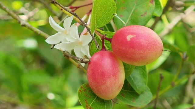 Carunda or Karonda fruit on tree organic garden