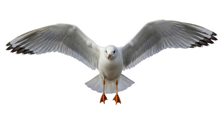 Isolated Seagull with Open Wings
