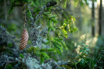 Close-up of spruce cone hanging from green branch in forest, with soft bokeh background, symbolizing nature, growth, woodland ecosystem, and seasonal beauty.