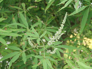 ハーブ　セイヨウニンジンボク