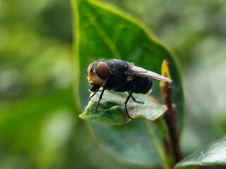 Flies with red eyes and thin wings perched on fresh green leaves after rain, with natural blur background. This type is often seen flying in kitchens, cages, trash cans, etc.