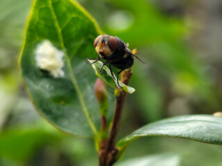 Flies with red eyes and thin wings perched on fresh green leaves after rain, with natural blur background. This type is often seen flying in kitchens, cages, trash cans, etc.