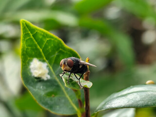 Flies with red eyes and thin wings perched on fresh green leaves after rain, with natural blur background. This type is often seen flying in kitchens, cages, trash cans, etc.
