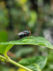 Flies with red eyes and thin wings perched on fresh green leaves after rain, with natural blur background. This type is often seen flying in kitchens, cages, trash cans, etc.