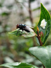 Flies with red eyes and thin wings perched on fresh green leaves after rain, with natural blur background. This type is often seen flying in kitchens, cages, trash cans, etc.