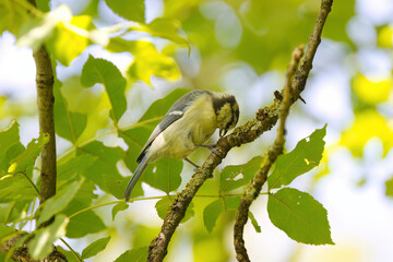 Cute great tit on a branch, great tit crushing a seed on a branch, green background, leaves in the background, bird with black head on a tree, Parus major
