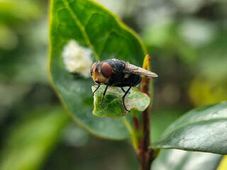 Flies with red eyes and thin wings perched on fresh green leaves after rain, with natural blur background. This type is often seen flying in kitchens, cages, trash cans, etc.
