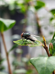 Flies with red eyes and thin wings perched on fresh green leaves after rain, with natural blur background. This type is often seen flying in kitchens, cages, trash cans, etc.