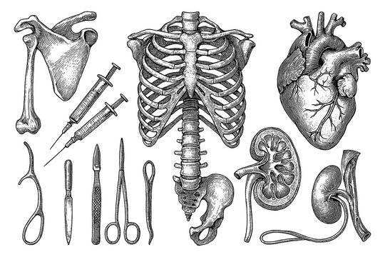 Vintage anatomy illustrations with skeletons, skulls, heart and medical tools in engraving style, Transparent Background