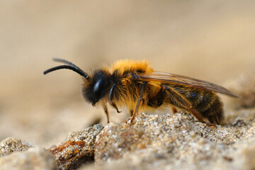 Closeup on a furry male Grey-gastered mining bee, Andrena tibialis