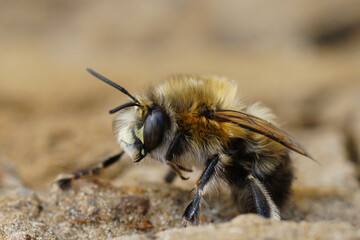 Closeup on a female hairy-footed flower bee , Anthophora plumipes sitting on the ground
