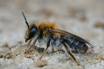 Closeup on a female Mellow Miner mining bee, Andrena mitis
