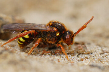 Closeup on a vibrant red female Lathbury's nomad bee , Nomada lathburiana a cleptoparasite solitary bee on Andrena vaga