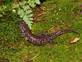 Closeup on the rare Japanese endemic Sagami salamander, Hynobius naevius on green moss
