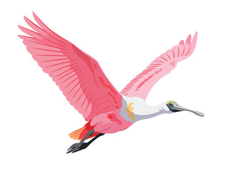 Fototapeta premium Elegant Roseate Spoonbill in Flight A Vivid Illustration. no background