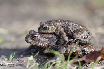 Two toads, one perched atop the other, creating a unique stack, captured in natural outdoor lighting and neutral tones.