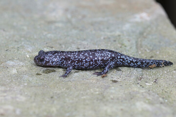 Closeup of a  blue spotted juvenile  Tohoku salamander , Hynobius lichenatus