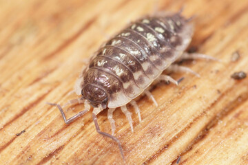 Close-up of a woodlouse crawling on textured wooden surface. The segmented body features intricate patterns and many legs.