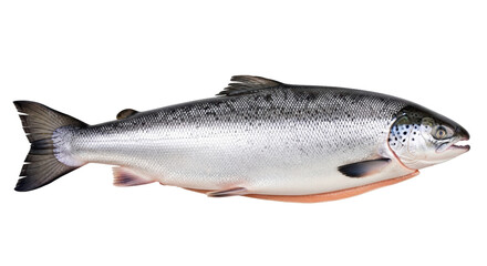 Isolated Salmon