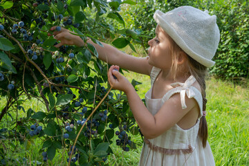 Toddler girl picking fresh blueberries directly from bush on plantation
