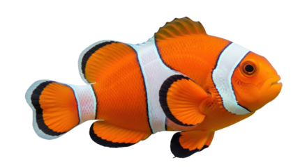 Isolated Clownfish