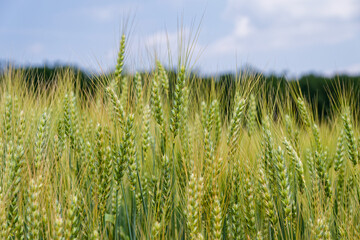Wheat Field Under Blue Sky
