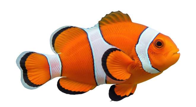 Isolated Clownfish