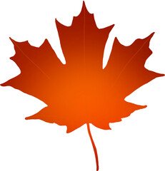 Obraz premium red maple leaf