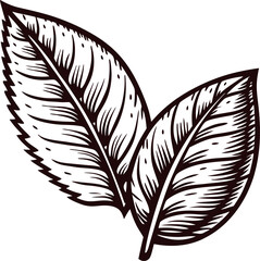 Obraz premium Detailed hand drawn mint leaves illustration in vintage botanical on white background