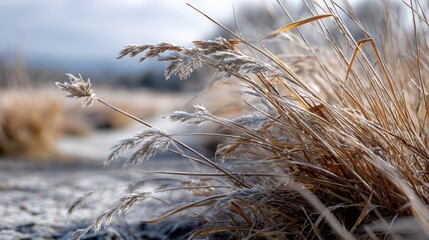 Fototapeta premium Frosted grasses sway gently in a cool, early morning light.