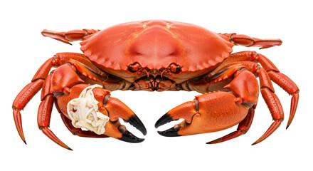 Isolated Red Crab with Bandaged Claw