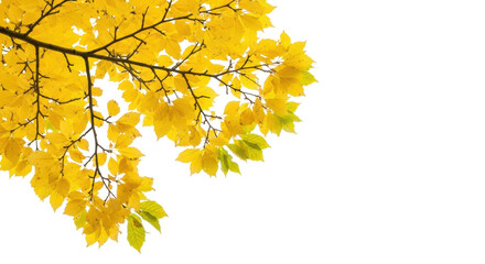 Isolated Autumn Leaves