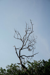 A stark, leafless dead tree stands against a clear, minimal blue sky. A concept of seasons, change, or environmental issues like drought.