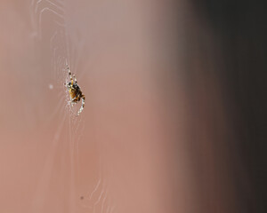 spider on web