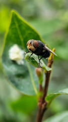 Flies with red eyes and thin wings perched on fresh green leaves after rain, with natural blur background. This type is often seen flying in kitchens, cages, trash cans, etc.