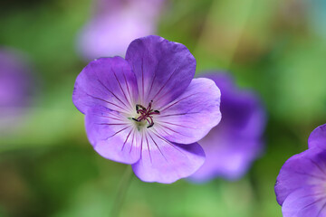 Obraz premium purple flower in the garden