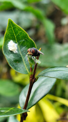 Flies with red eyes and thin wings perched on fresh green leaves after rain, with natural blur background. This type is often seen flying in kitchens, cages, trash cans, etc.