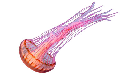 Isolated Jellyfish
