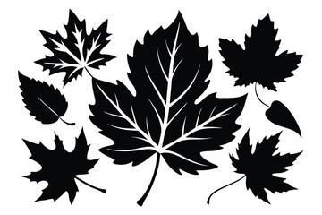 Fototapeta premium Black Silhouette of Various Maple Leaves in Different Sizes and Shapes Illustration