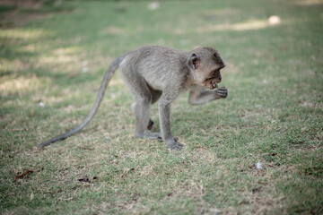 A small, cute long-tailed macaque eats something while standing on the green grass. Wildlife in a tropical park or forest in Bali, Indonesia.