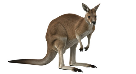 Isolated Kangaroo