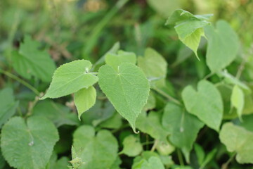 Heart Shaped Green Leaves in the Garden