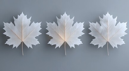 Three delicate, pale beige maple leaves arranged in a horizontal row against a muted gray background.  The leaves exhibit a slightly textured, almost feathery appearance