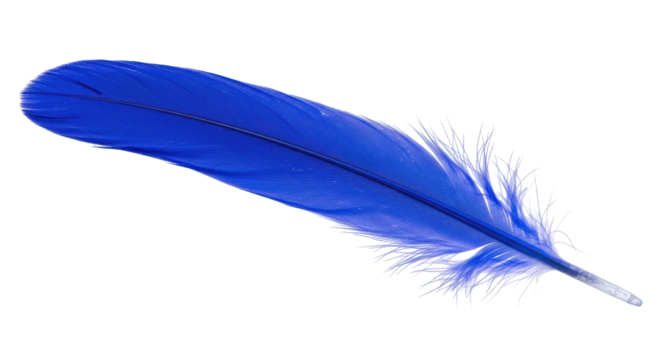 Isolated Blue Feather