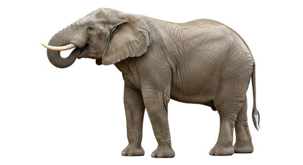 Isolated Elephant