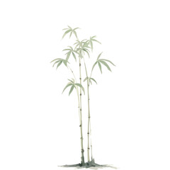 Isolated young green plant with fresh leaves on a white background