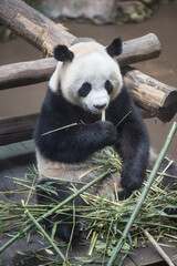 Fototapeta premium panda adulte en train de manger du bambou dans un enclos. Mammifère, zoo