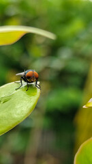 Flies with red eyes and thin wings perched on fresh green leaves after rain, with natural blur background. This type is often seen flying in kitchens, cages, trash cans, etc.