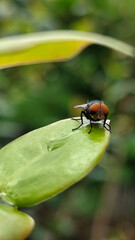Flies with red eyes and thin wings perched on fresh green leaves after rain, with natural blur background. This type is often seen flying in kitchens, cages, trash cans, etc.